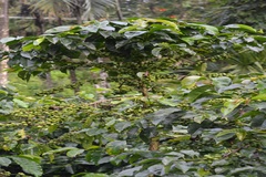 Coffea robusta